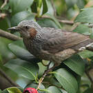 Bulbul à oreillons bruns