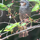 Bulbul à oreillons bruns