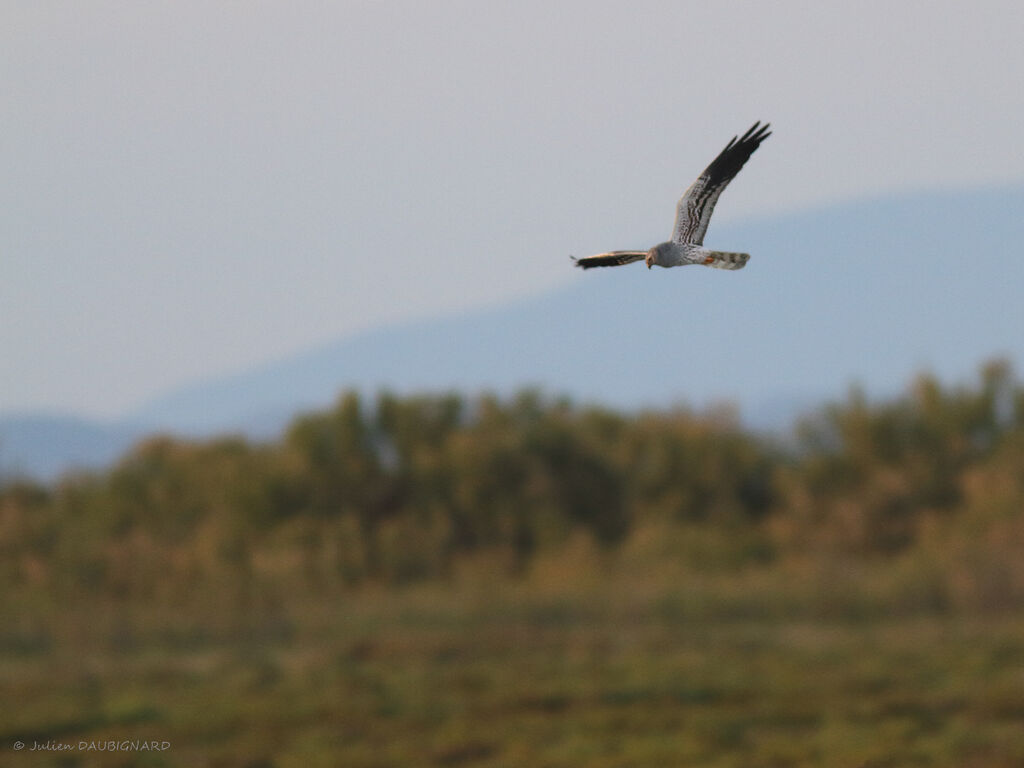 Montagu's Harrier male adult, Flight