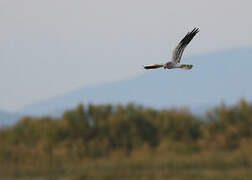 Montagu's Harrier