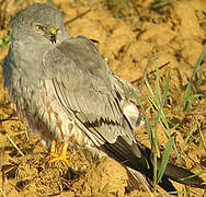 Montagu's Harrier