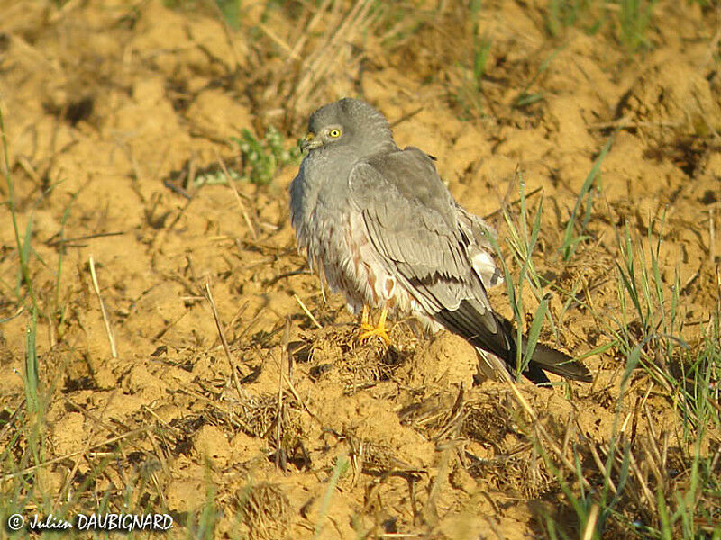 Montagu's Harrier male adult