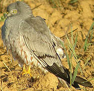 Montagu's Harrier