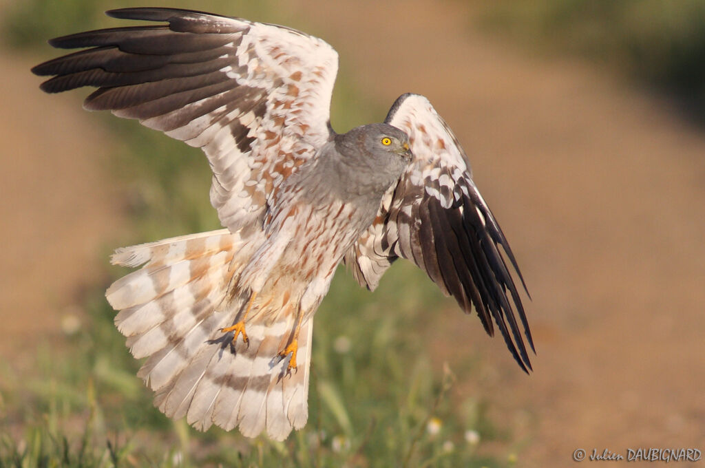 Montagu's Harrier, Flight