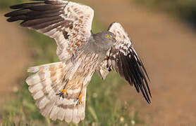 Montagu's Harrier