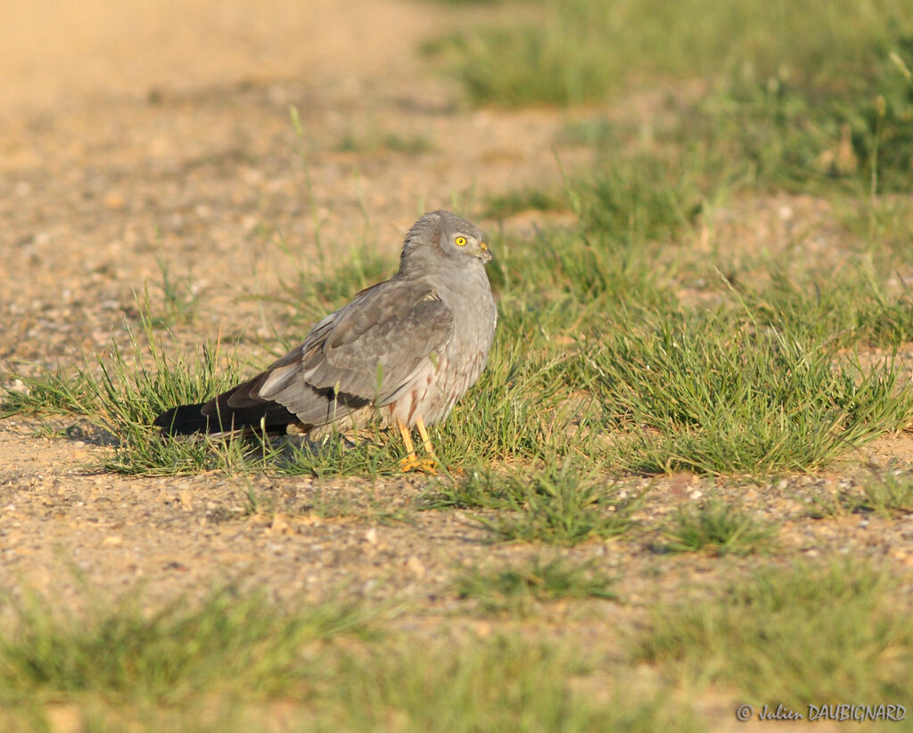 Busard cendré mâle, identification