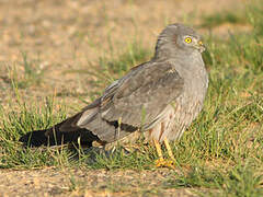 Montagu's Harrier