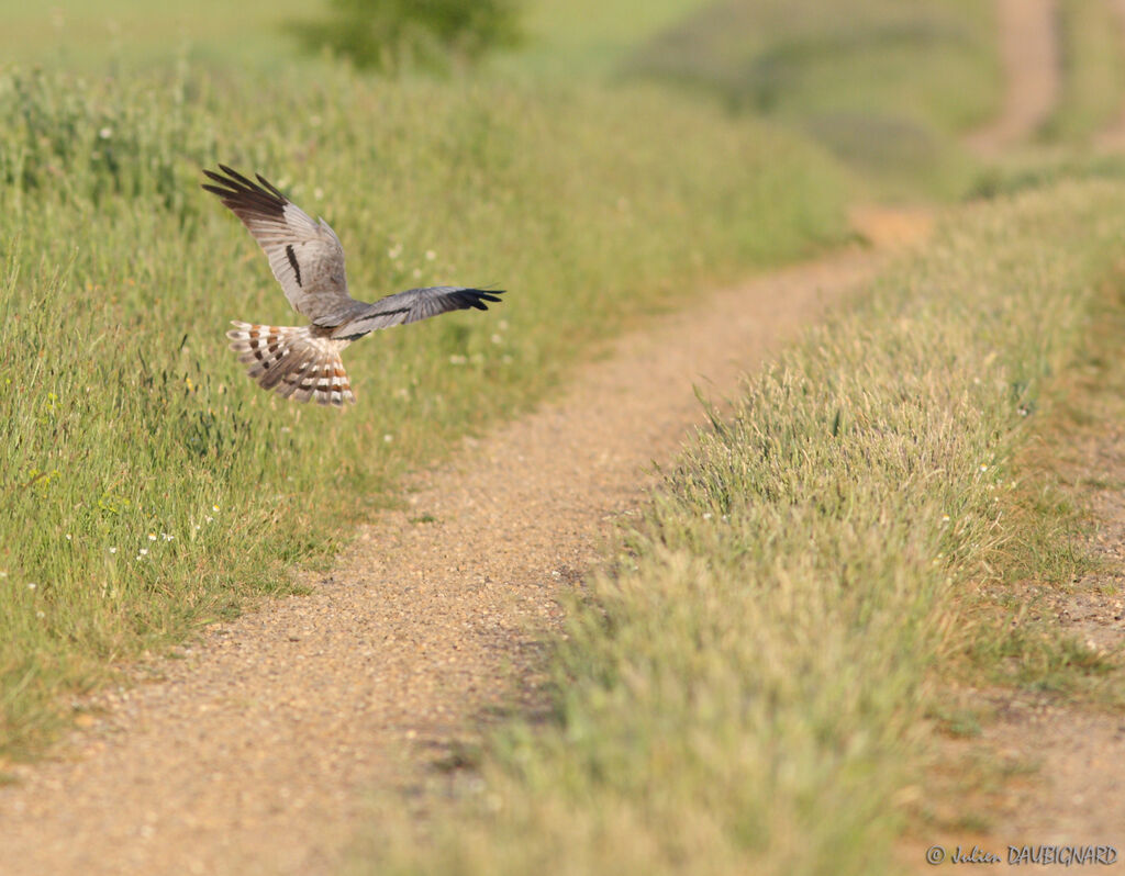 Montagu's Harrier male, Flight