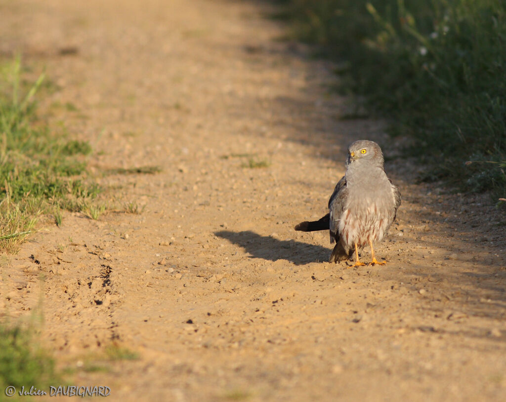 Montagu's Harrier male