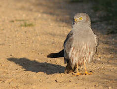 Montagu's Harrier