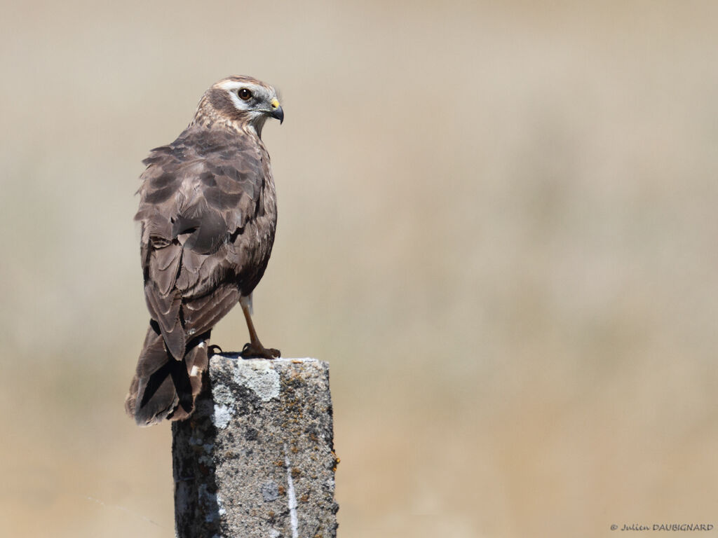 Montagu's Harrier female, identification