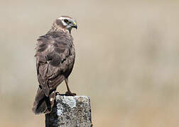 Montagu's Harrier