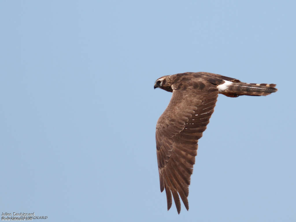 Montagu's Harrier female, pigmentation