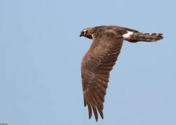 Montagu's Harrier