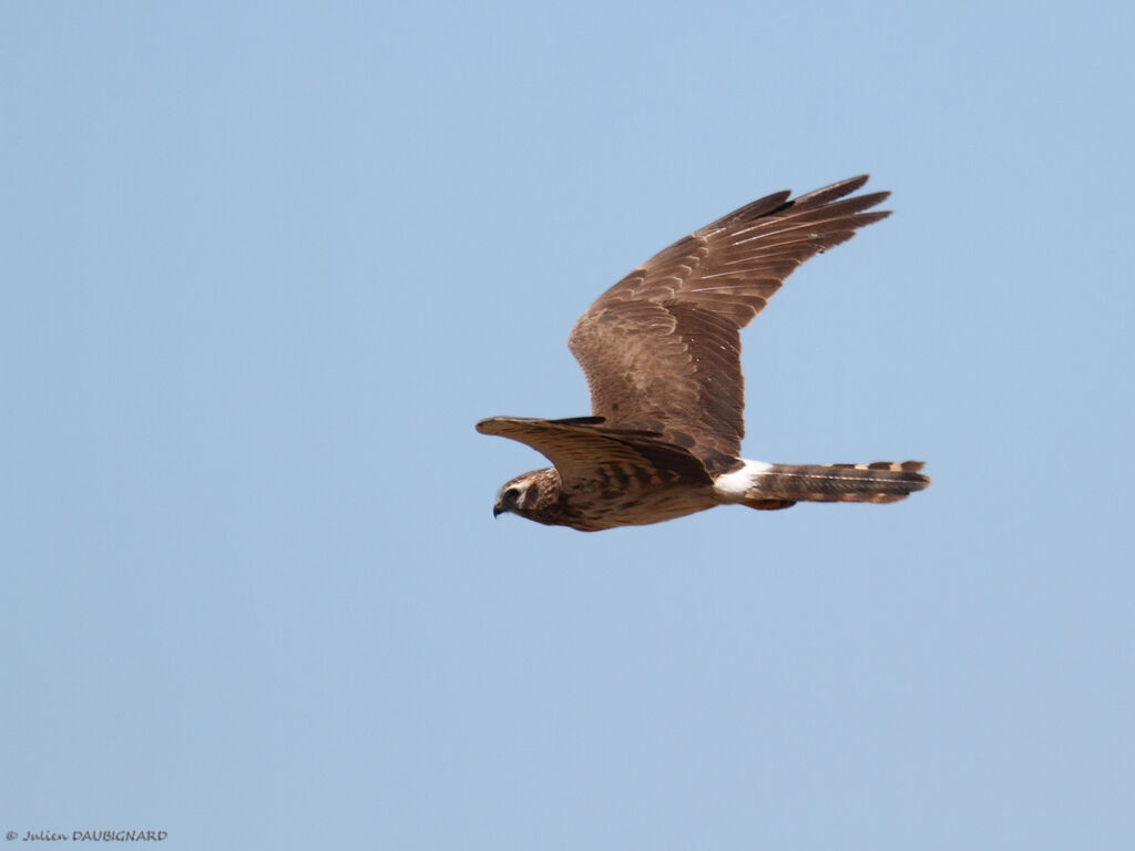 Montagu's Harrier female, identification