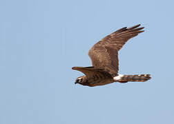 Montagu's Harrier