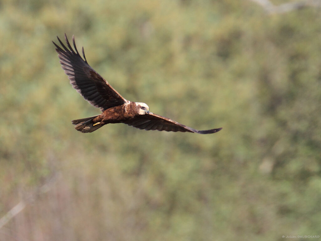 Western Marsh Harrier, Flight