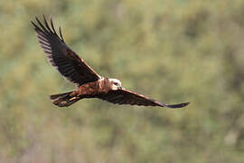 Western Marsh Harrier