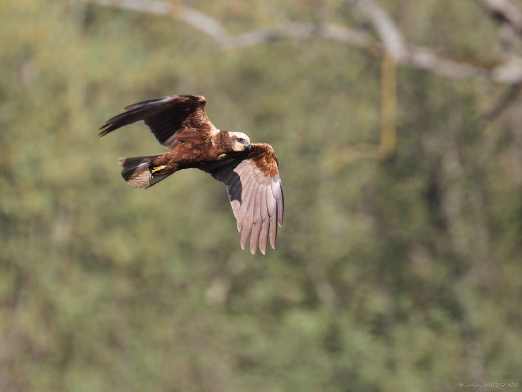 Western Marsh Harrier, Flight