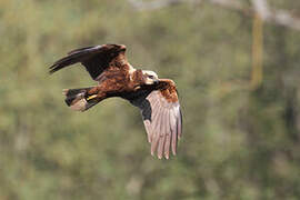 Western Marsh Harrier