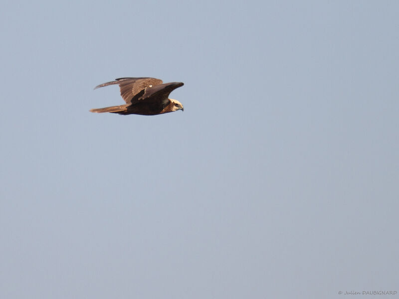 Western Marsh Harrier, Flight