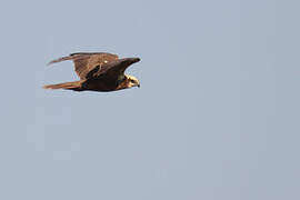 Western Marsh Harrier