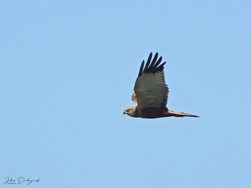 Western Marsh Harrier male, identification