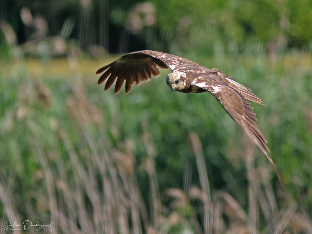 Western Marsh Harrier female, identification