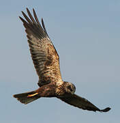 Western Marsh Harrier