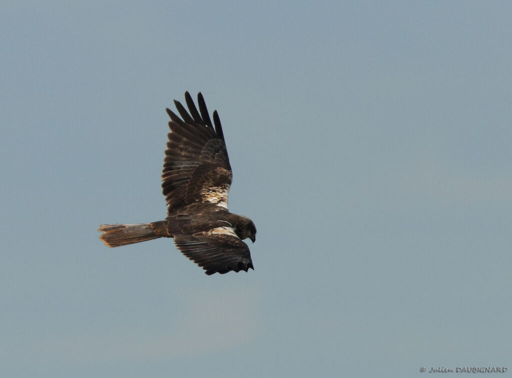 Western Marsh Harrier male Third  year, Flight