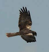 Western Marsh Harrier