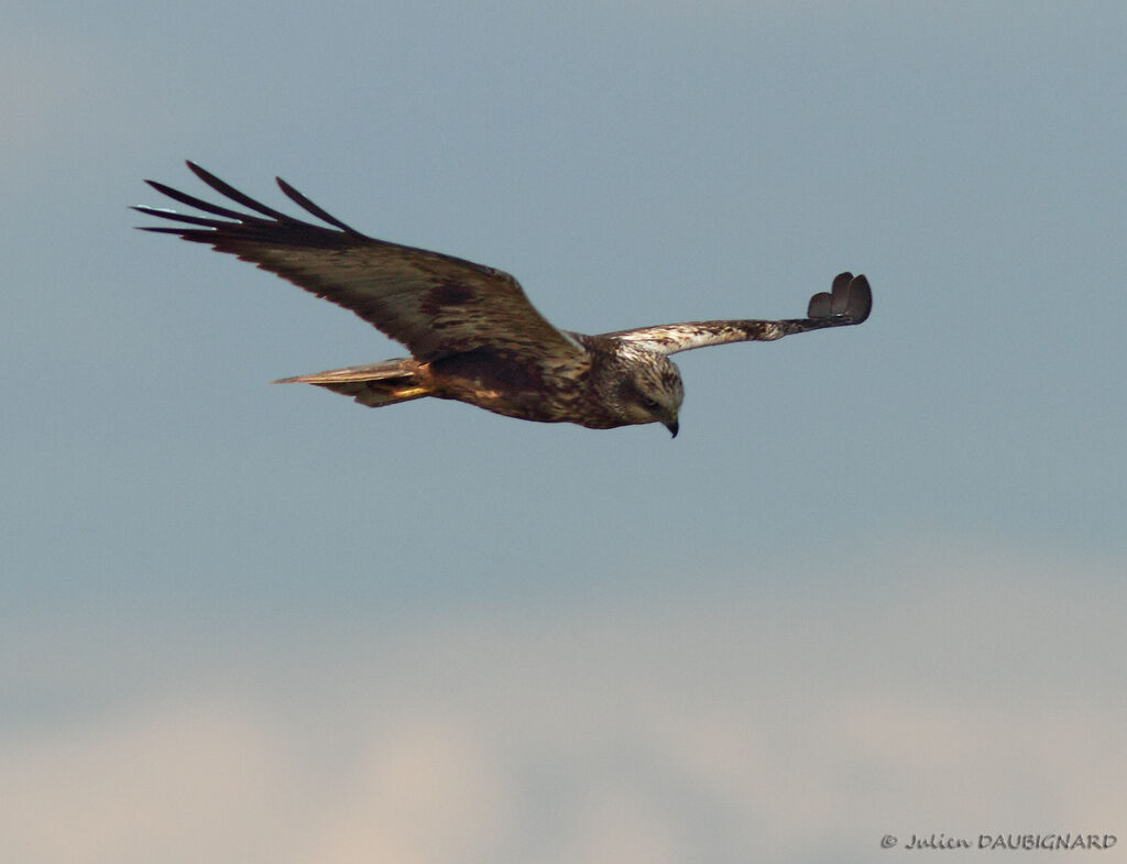 Western Marsh Harrier male Third  year, Flight