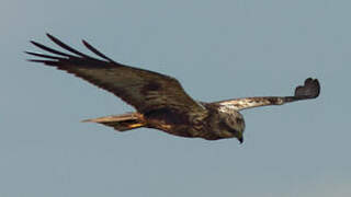 Western Marsh Harrier