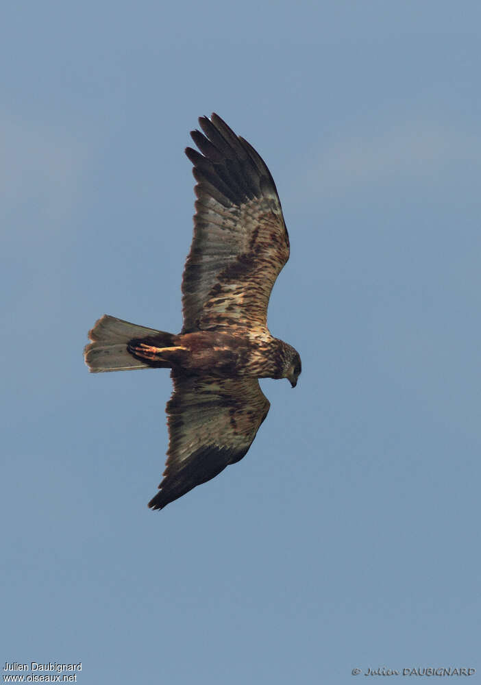 Western Marsh Harrier male Third  year, pigmentation, Flight