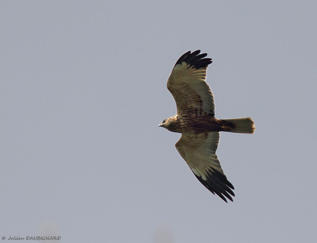 Western Marsh Harrier, Flight