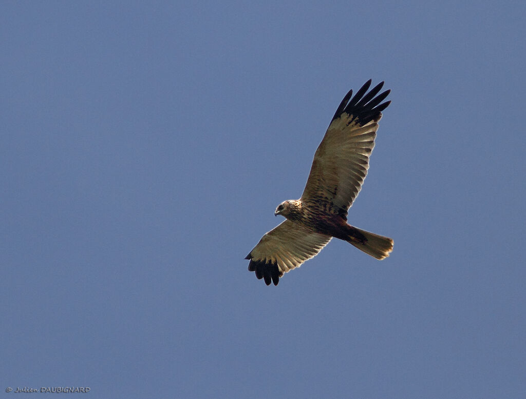 Western Marsh Harrier male, Flight