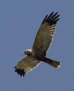 Western Marsh Harrier