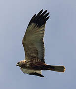 Western Marsh Harrier