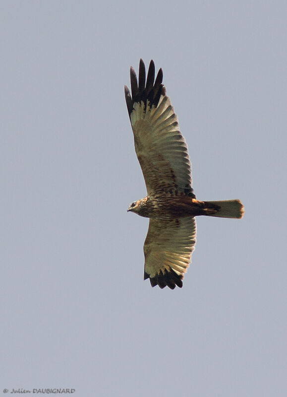 Western Marsh Harrier, Flight