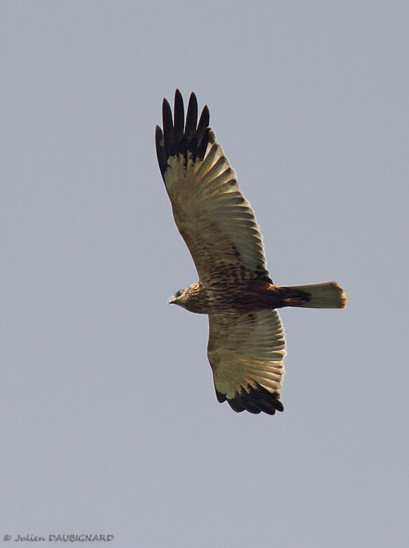 Western Marsh Harrier, Flight