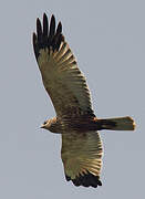 Western Marsh Harrier