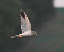 Pallid Harrier