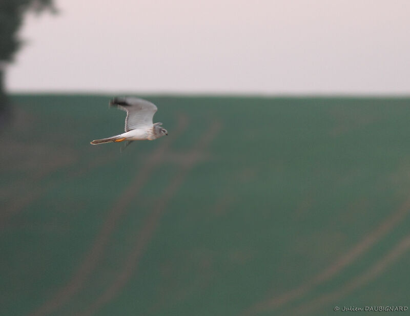 Pallid Harrier male Third  year, song