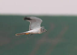 Pallid Harrier