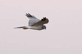 Pallid Harrier