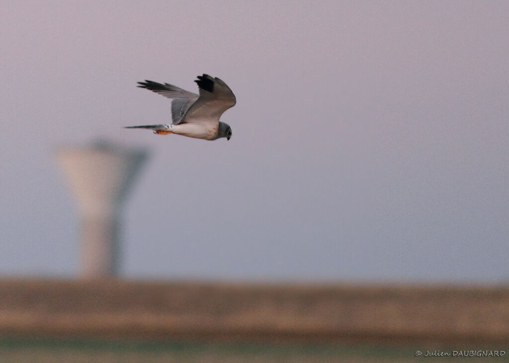 Pallid Harrier male Third  year, Flight