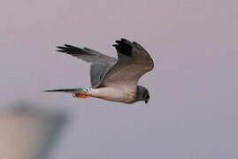 Pallid Harrier