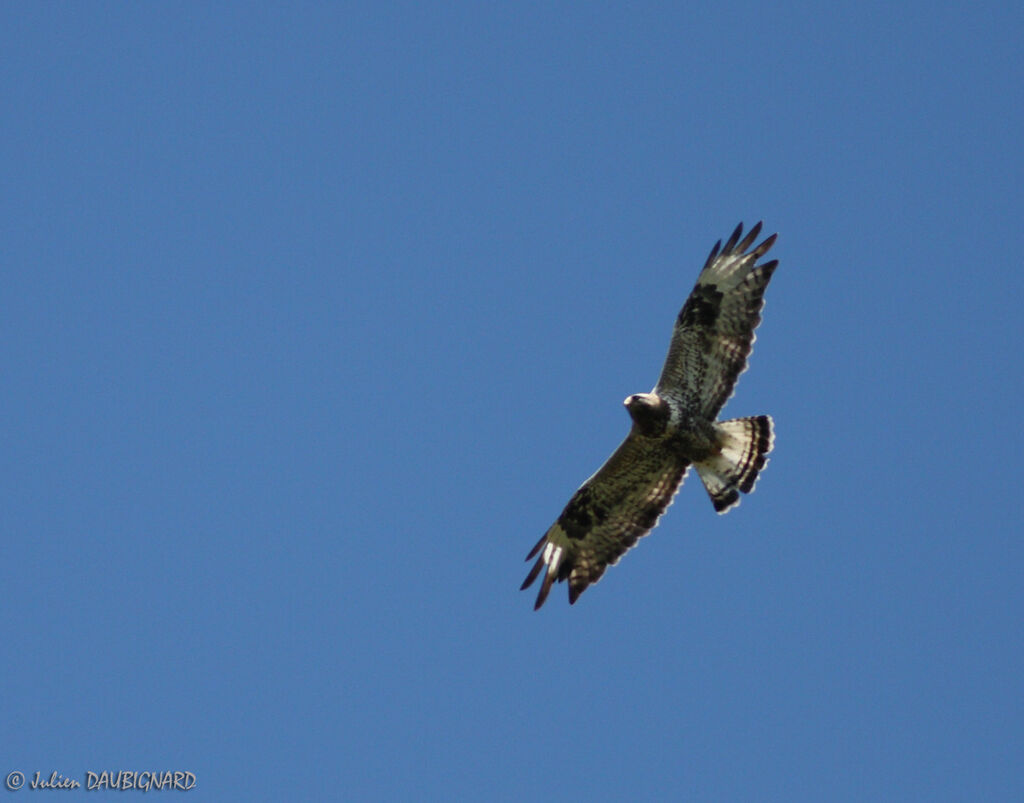 Rough-legged Buzzard male adult, Flight