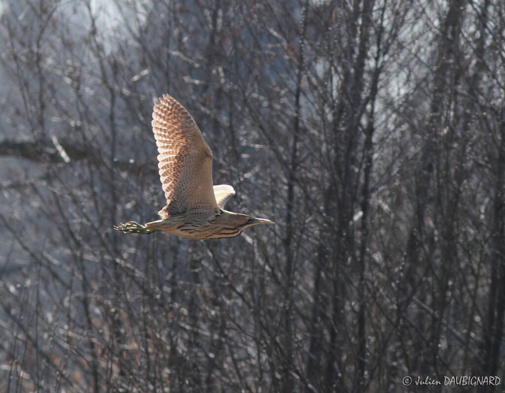 Eurasian Bittern, Flight