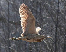 Eurasian Bittern